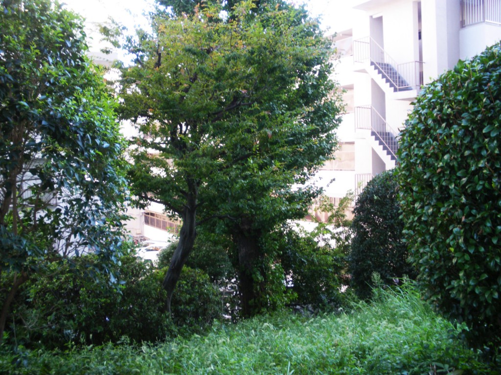 グリーンヒル新宿