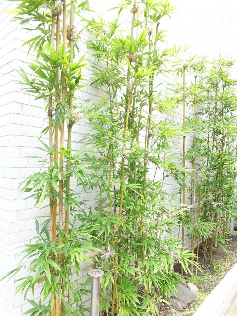 ステートリーホームズ南麻布　植栽