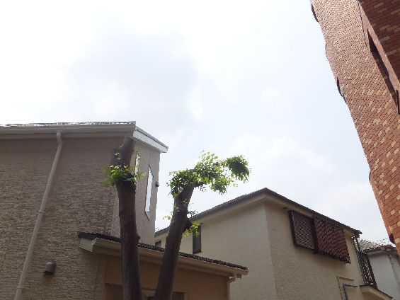 パレドール用賀