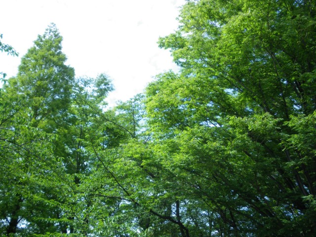 祐天寺第2コーポラス　周辺