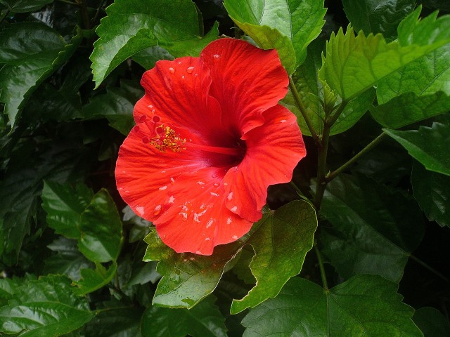 ライオンズマンション池田山