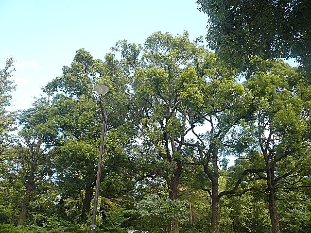 池田山スカイマンション