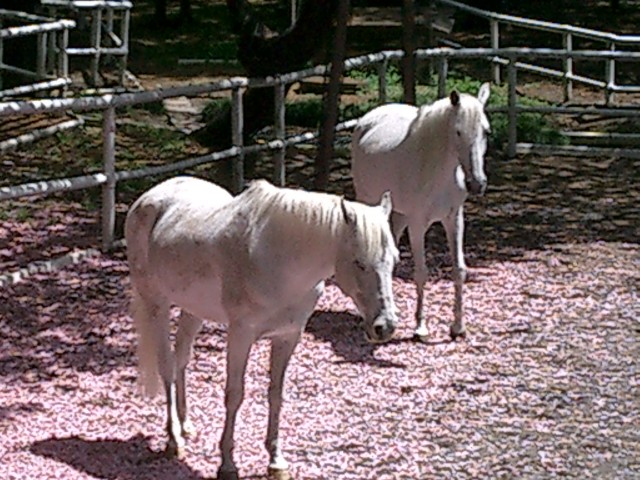 パシフィック馬事公苑前　馬事公苑の馬