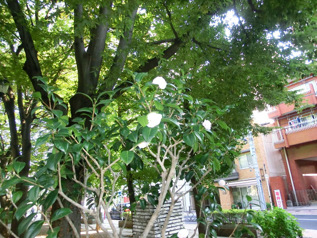 パークサイド文京　公園