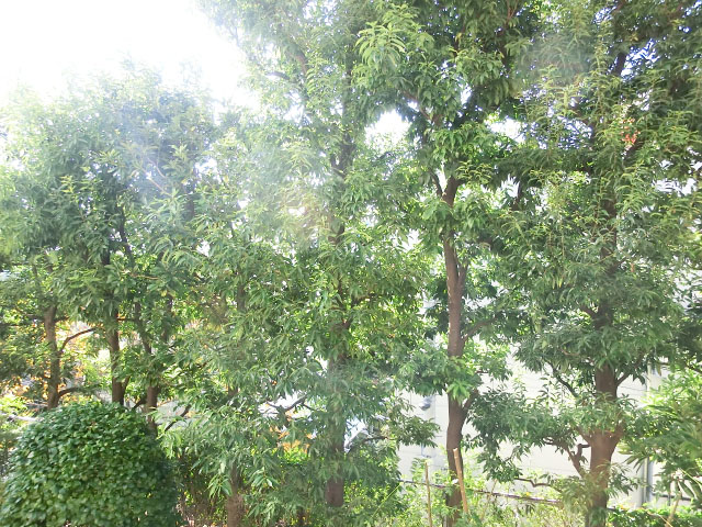 バルコニーからの眺望