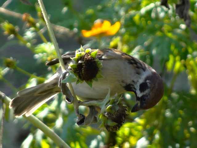 秀和参宮橋レジデンス　代々木公園