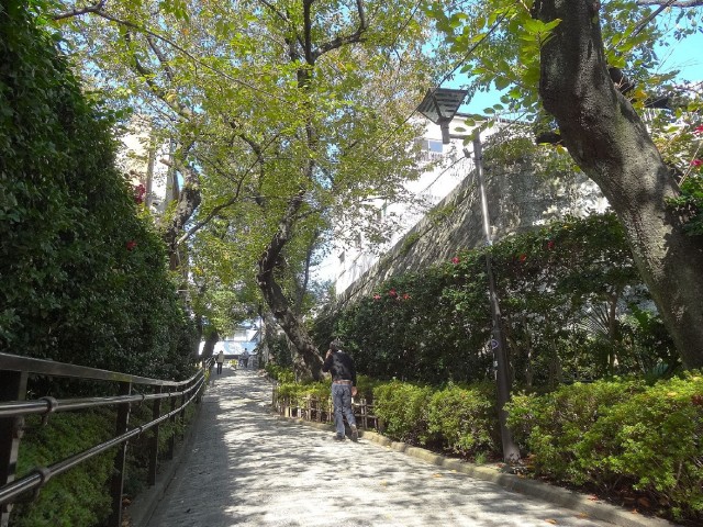 ベルメゾン池田山　五反田公園の桜並木