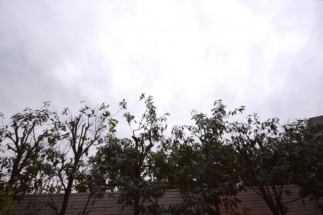 日神デュオステージ上北沢　庭から空を見上げたところ