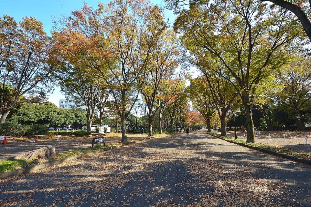 キャニオンマンション駒沢公園　駒沢公園