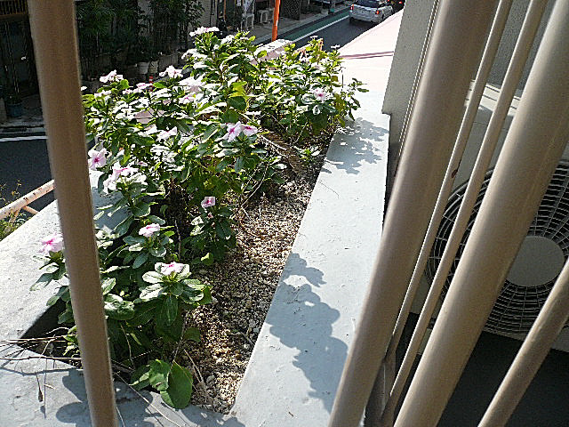 弦巻リハイム　バルコニー花壇205