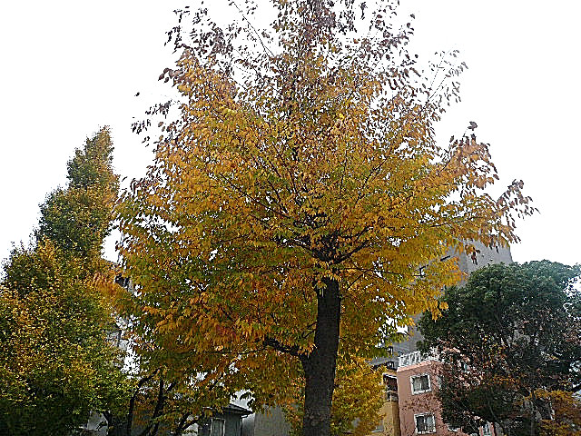 ヴェラハイツ日本橋箱崎　公園
