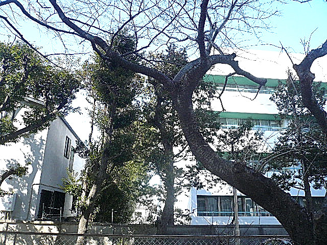 弦巻リハイム　1階からの眺望