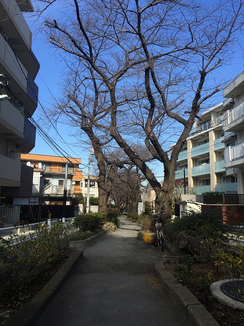 シャンボール柿の木坂　周辺環境