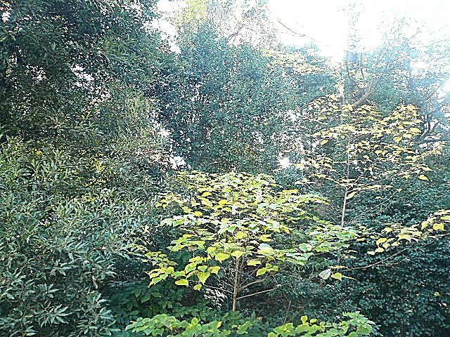 チュリス氷川坂　3階　テラスからの眺望312