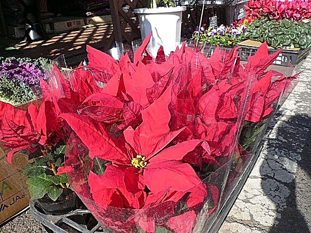 パシフィック若林　駅周辺