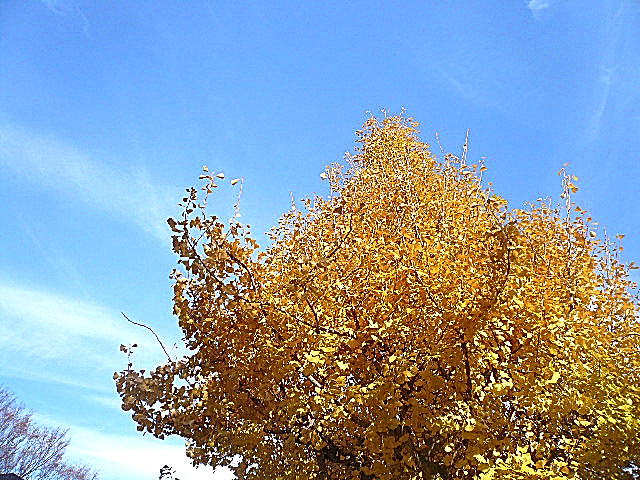 原宿ニュースカイハイツ　マンションまでの道のり