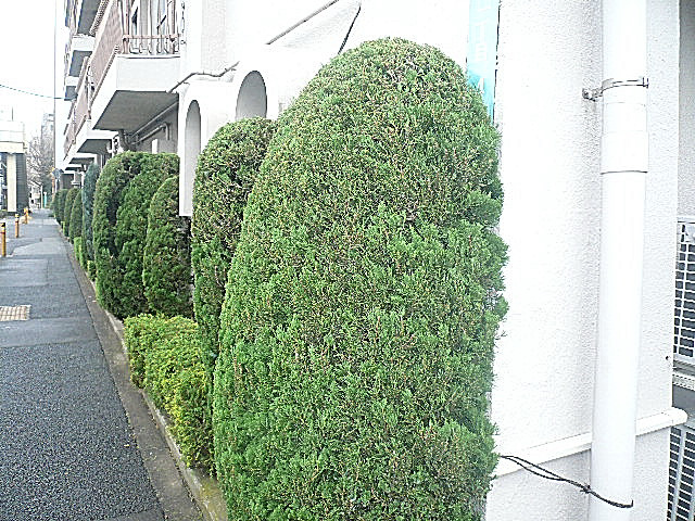 豊栄平町マンション　緑に囲まれ