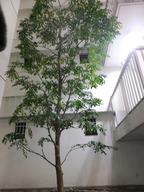 インペリアル渋谷神泉フラット　中庭