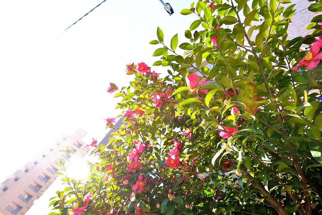 五反田ダイアモンド　周辺12