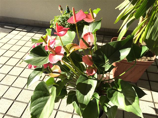 クレール三田　エントランス