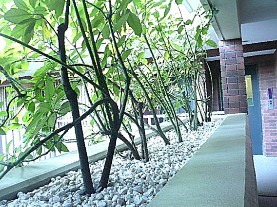 緑豊な共用部。