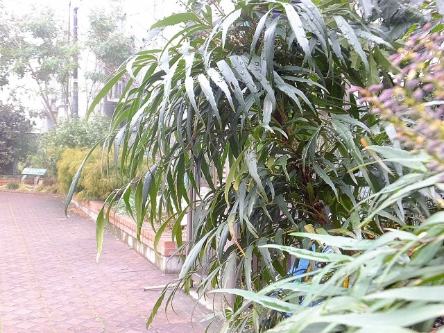 ライオンズシティ渋谷本町　周辺