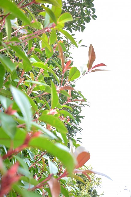 幡ヶ谷ハイムグランシス　周辺