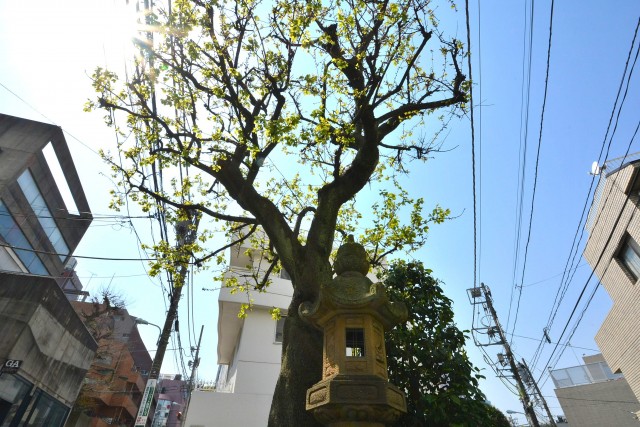 千駄ヶ谷第一スカイハイツ　行燈