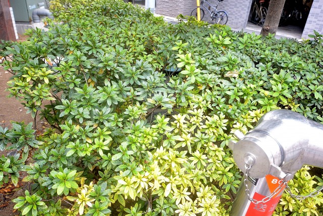 アルファニッシュ白金高輪　植栽