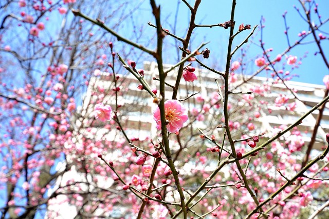 東京テラスＢ棟　周辺