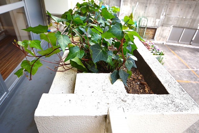 大富外苑コープ　ガーデニングが楽しめます