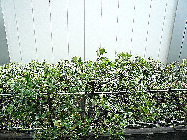 渋谷コーポラス　2階からの眺望です。