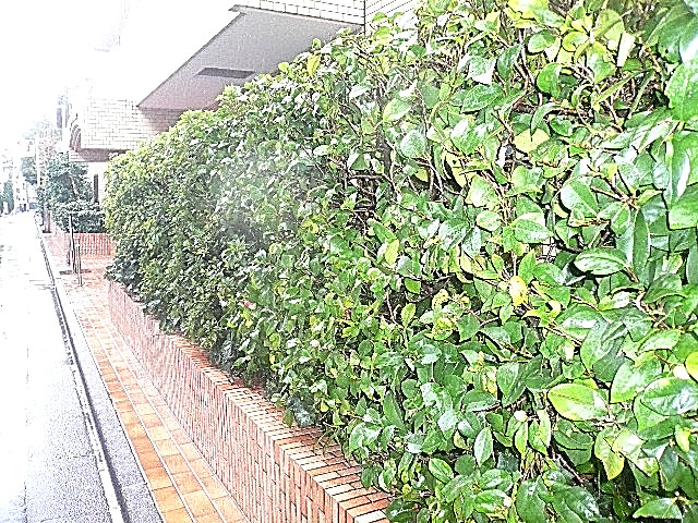 ライオンズマンション白金第2　エントランス前