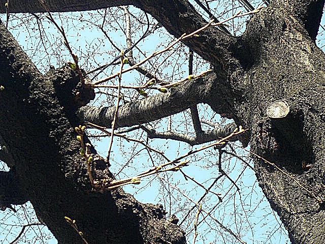 マンションまでの道のり