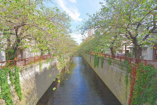 中目黒 目黒川 (2)