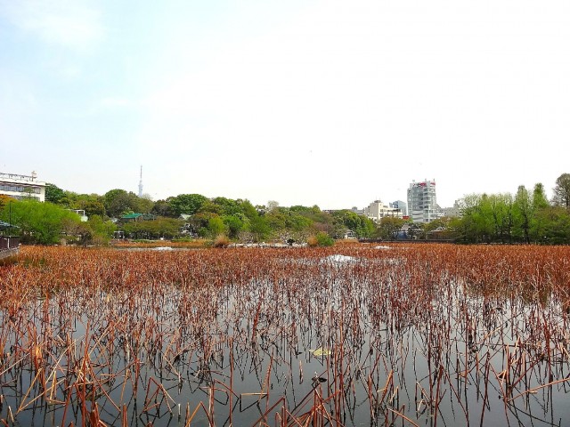 藤和ハイタウン上野　上野恩賜公園