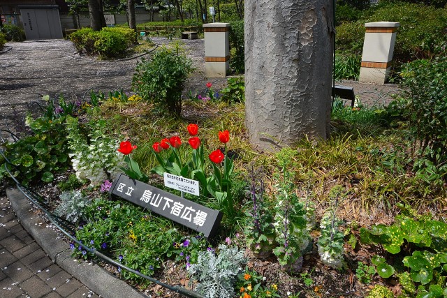 アフェクシオン南烏山　チューリップ