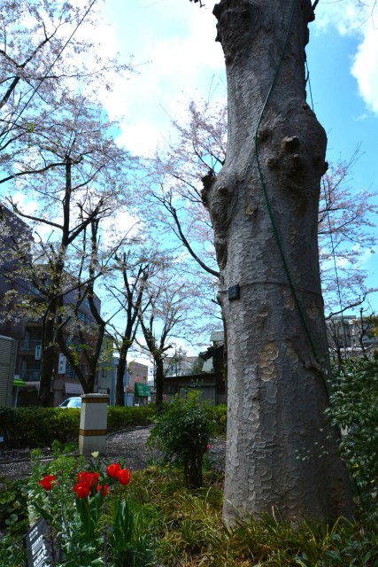 アフェクシオン南烏山　チューリップとケヤキ