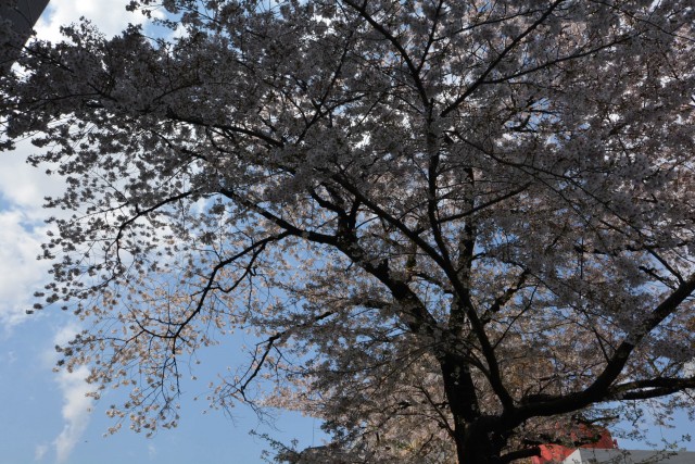 アフェクシオン南烏山　サクラ