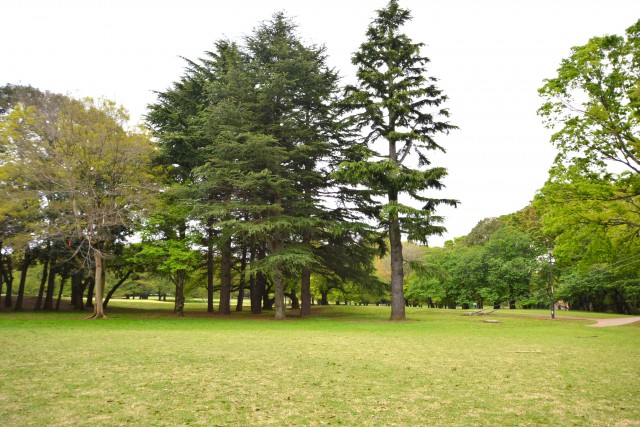 砧スカイハイツ　砧公園2