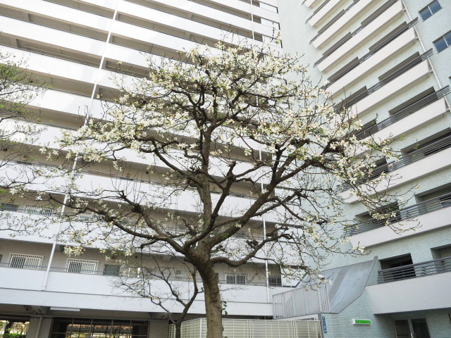 戸山ハイツ　エントランス