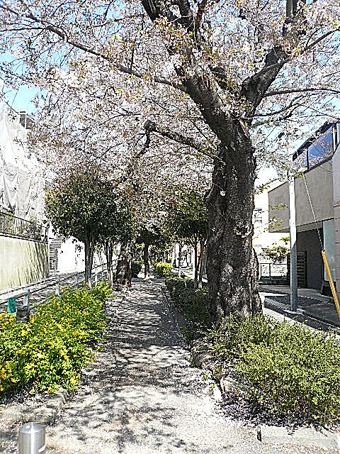 深沢ハウス　マンションまでの道のり