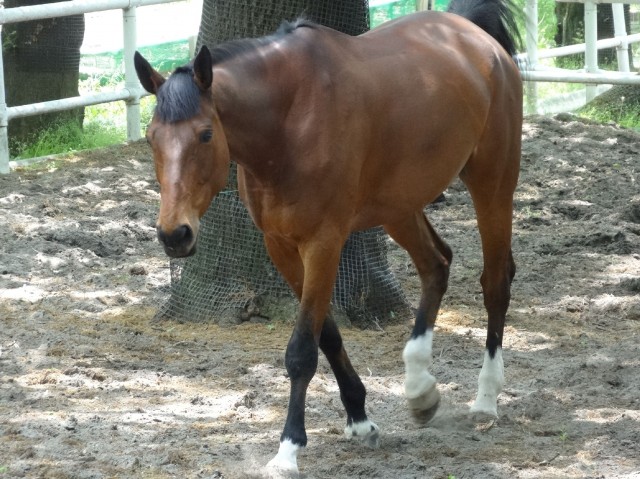 馬事公苑前住宅　馬事公苑