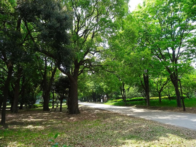 砧公園