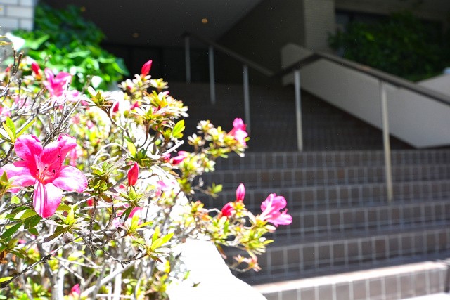 パレス池田山　階段