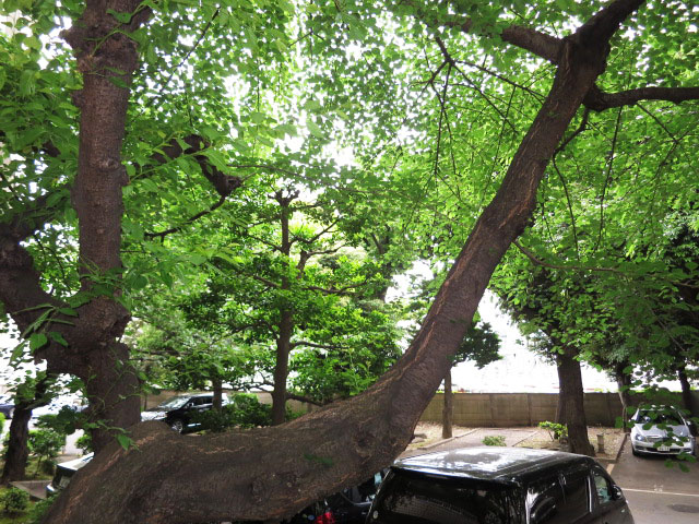 代官山マンション　洋室窓からの眺望105