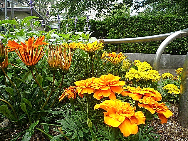 マンションまでの道のり