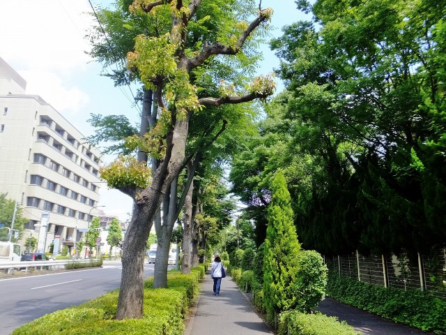 セザール第二千歳船橋　道順