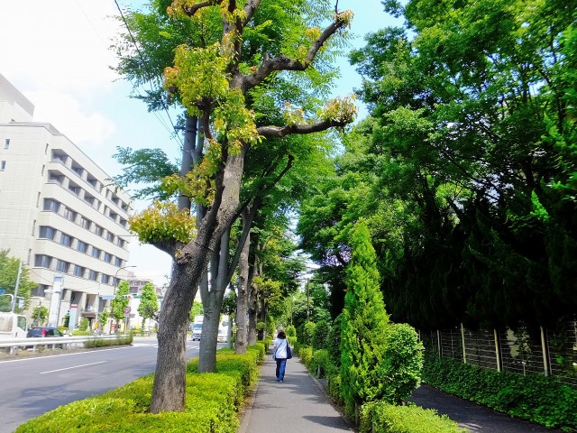 千歳船橋サマリヤマンション　道順