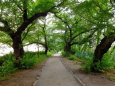 パレロワイヤル六番町　周辺環境